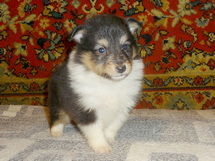 puppies