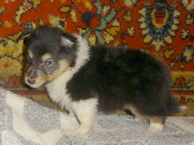 puppies