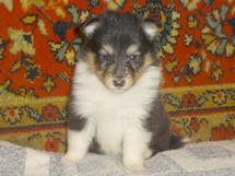 puppies