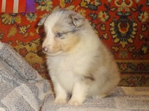puppies