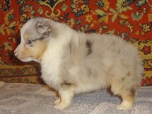 puppies