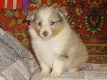 puppies