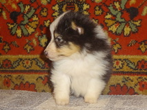 puppies