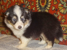puppies