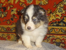 puppies