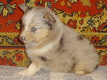 puppies