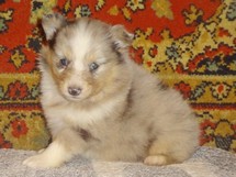 puppies