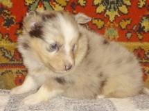 puppies