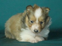 puppies