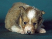 puppies