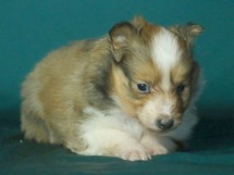 puppies