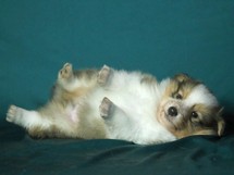puppies