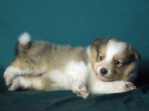 puppies