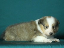 puppies