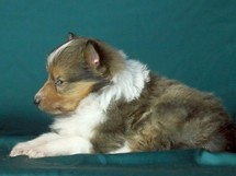 puppies