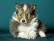 puppies