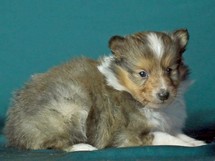 puppies