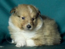 puppies