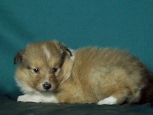 puppies