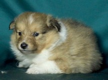 puppies