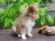 puppies