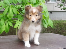 puppies