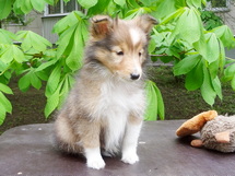 puppies
