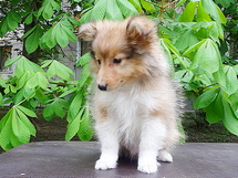 puppies