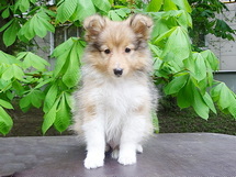 puppies