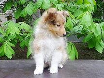 puppies