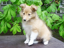 puppies