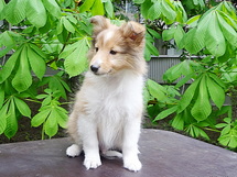 puppies