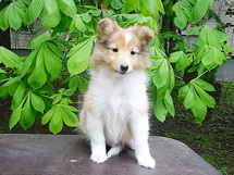puppies