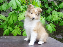 puppies