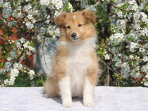puppies