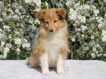 puppies