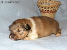 puppies