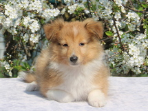 puppies