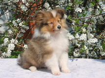 puppies