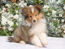 puppies