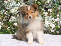 puppies