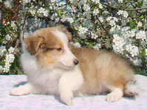 puppies