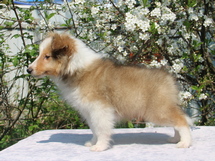 puppies