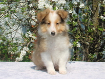 puppies