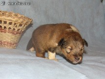 puppies