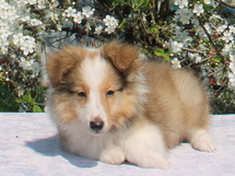 puppies
