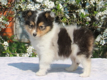 puppies