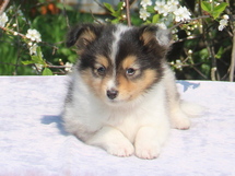 puppies