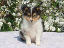 puppies