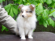 puppies